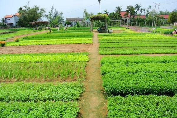 Green House Homestay Хой Ан Екстериор снимка