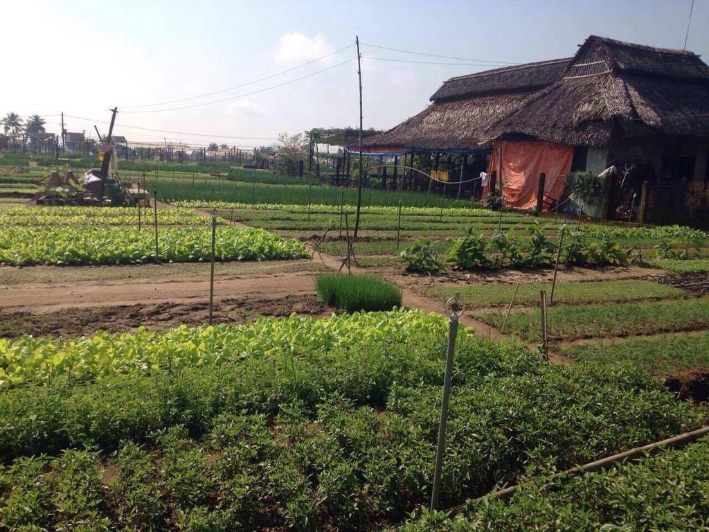 Green House Homestay Хой Ан Екстериор снимка